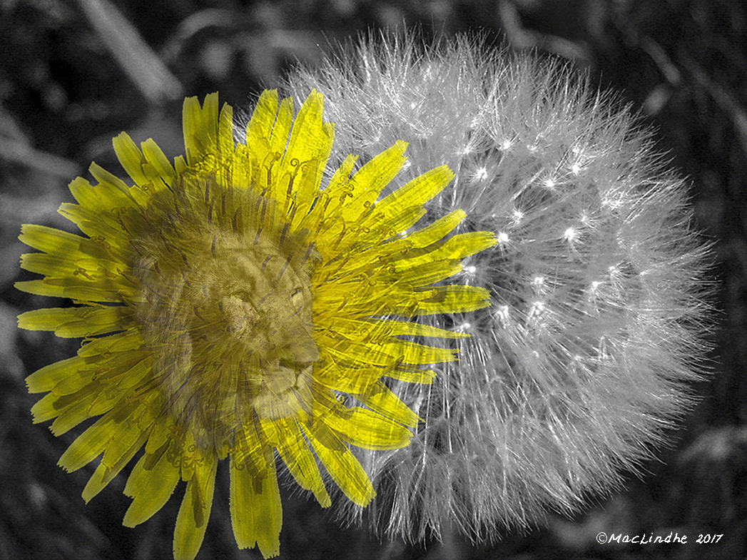 dandelion