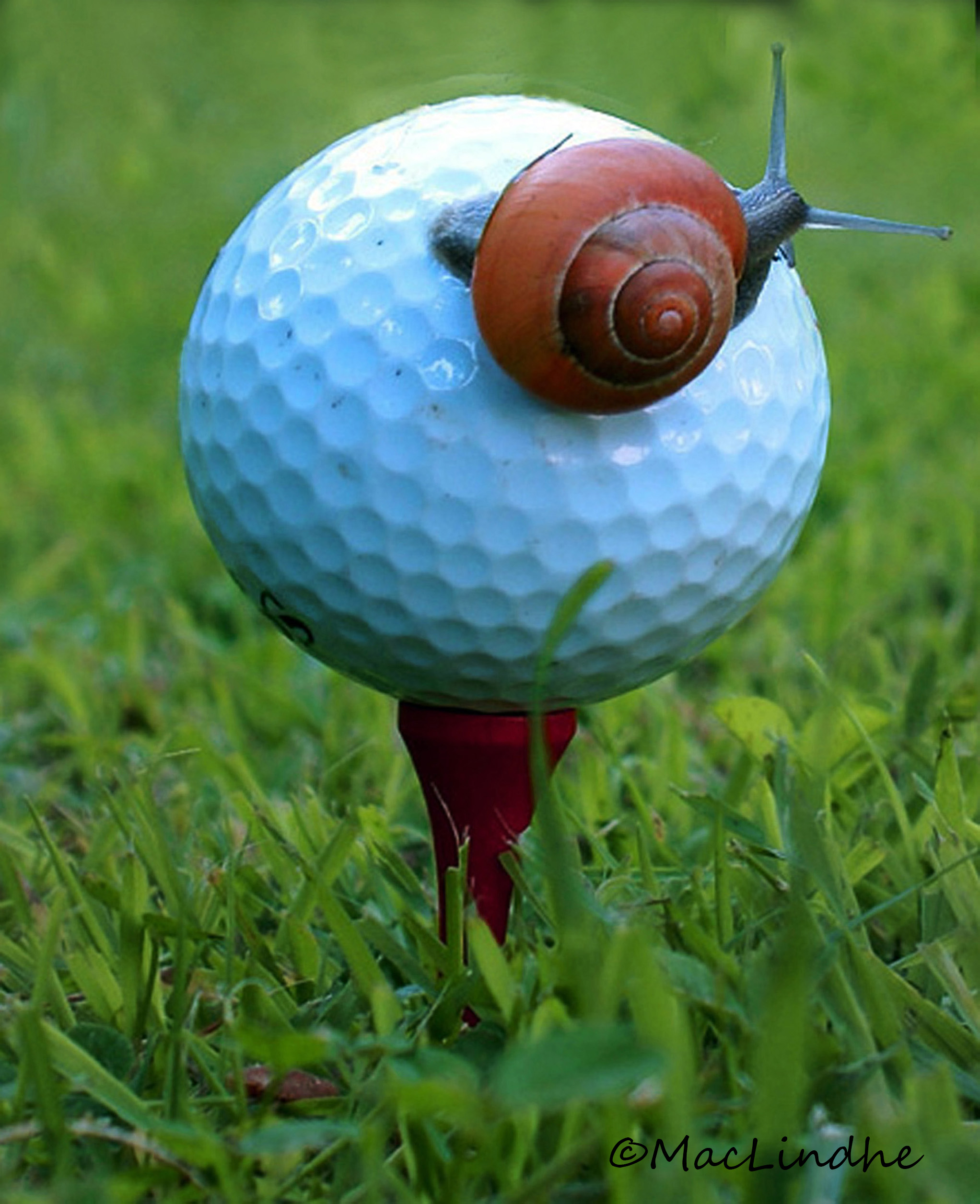 Fore!!!