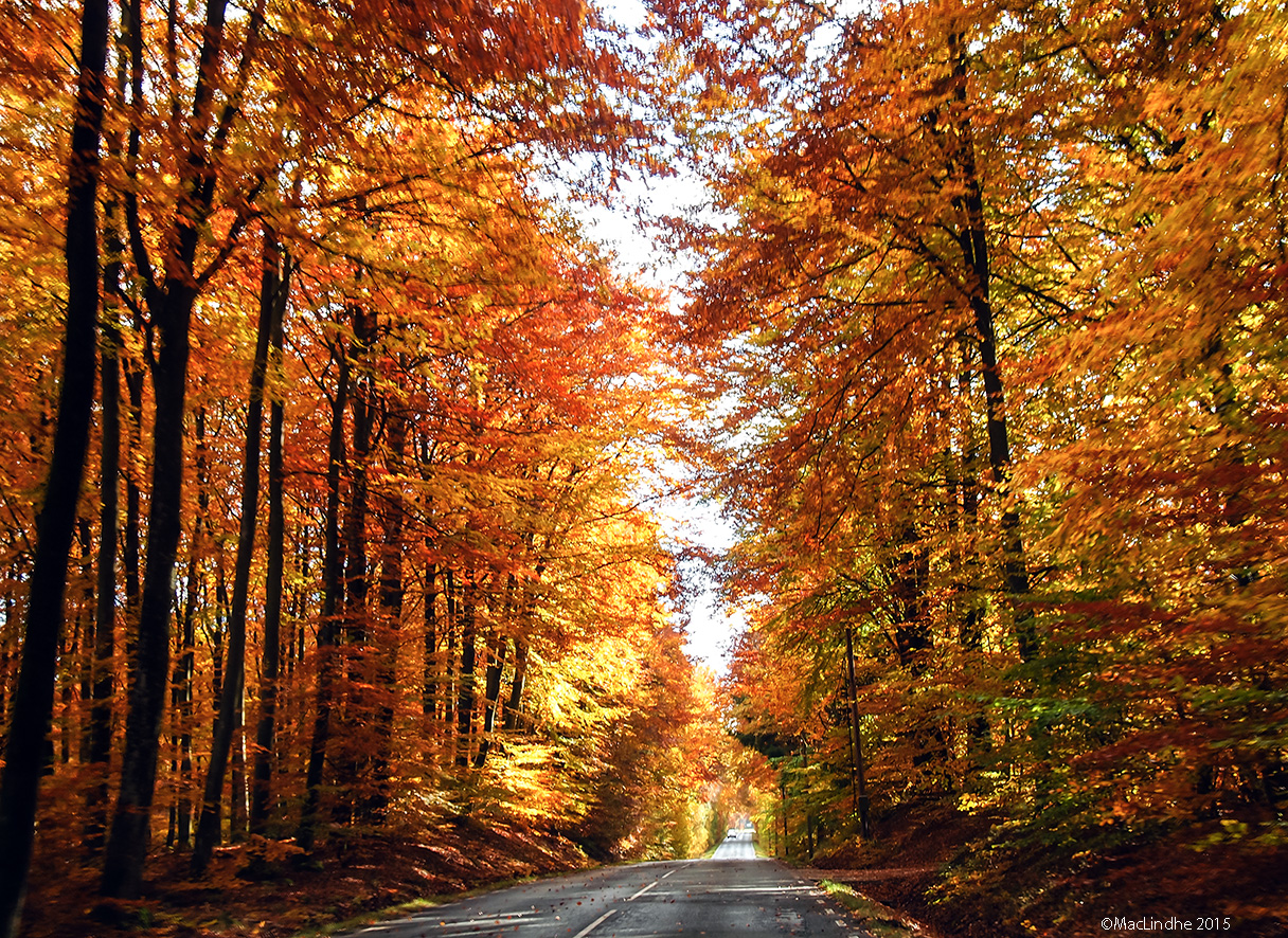 Autumn Road
