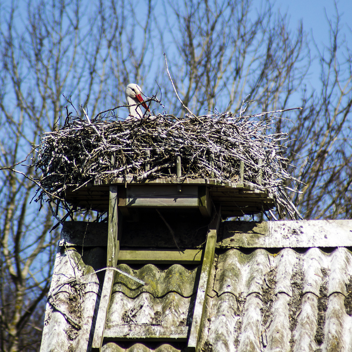 stork1